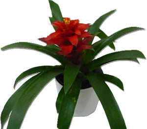 Bromeliad - Red