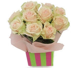 Soft Pink Roses