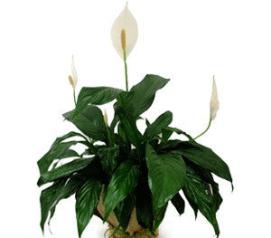 Madonna (Peace) Lily