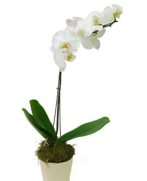 Phalaenopsis Orchid