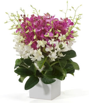 Singapore Orchids